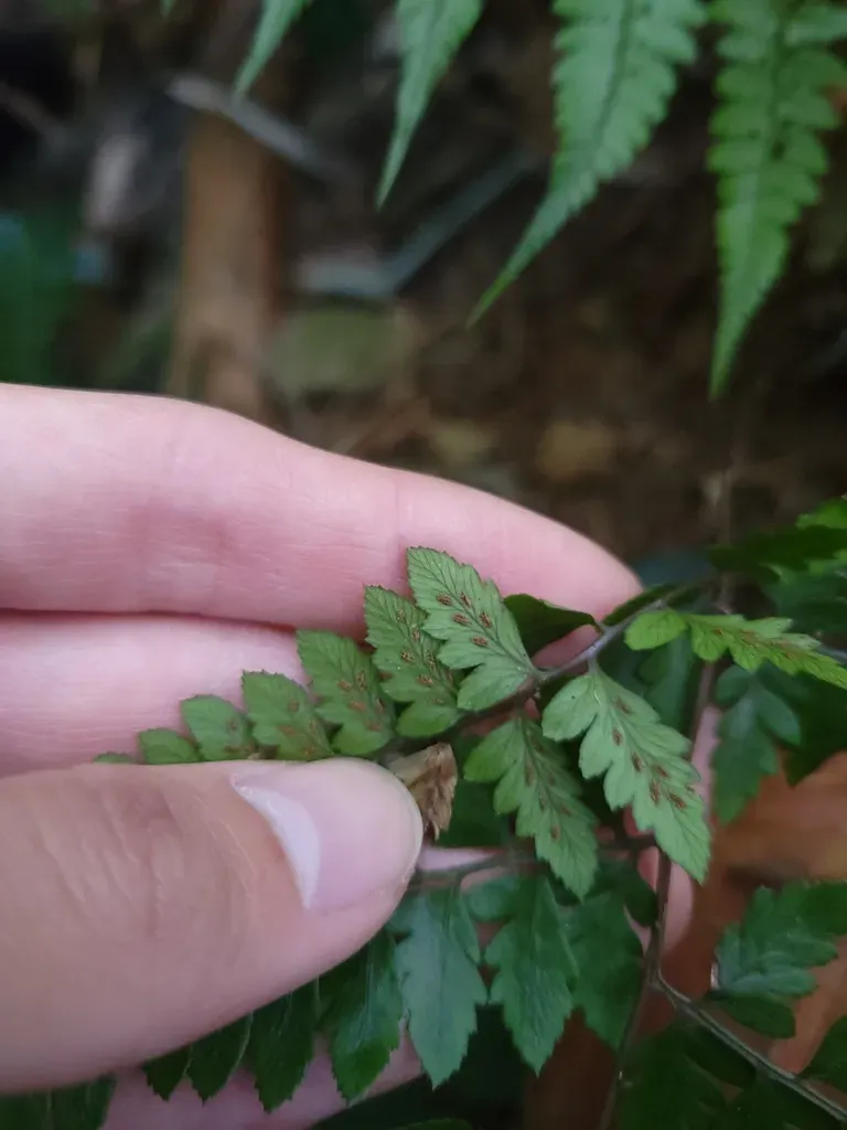 Athyrium Silvicola