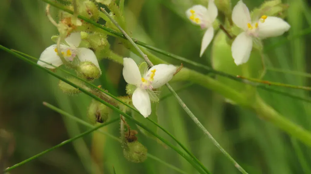 Tripogandra Glandulosa