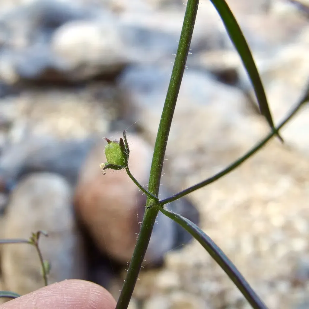 Sairocarpus Costatus