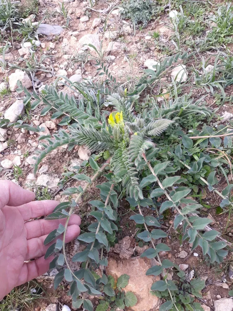 Astragalus Boreoafricanus