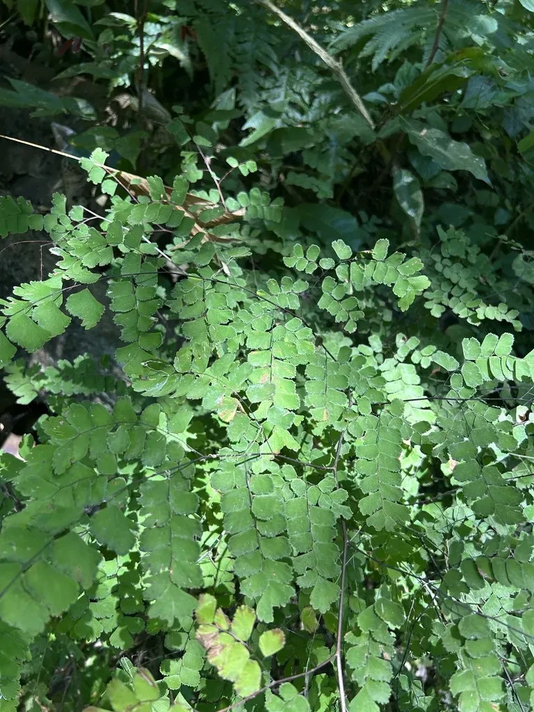 Broadleaf Maidenhair Fern