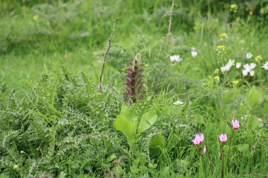 Syrian Bear's Breech