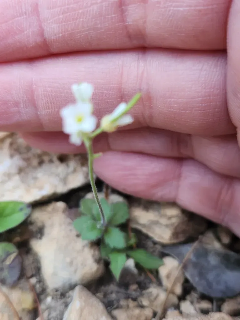 Wedgeleaf Draba