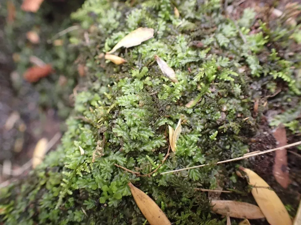 Trichocolea Rigida