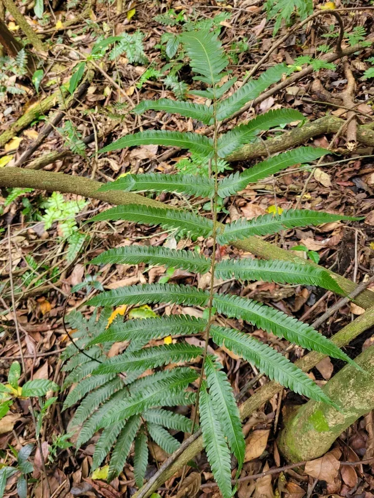 Free-tip Star-hair Fern