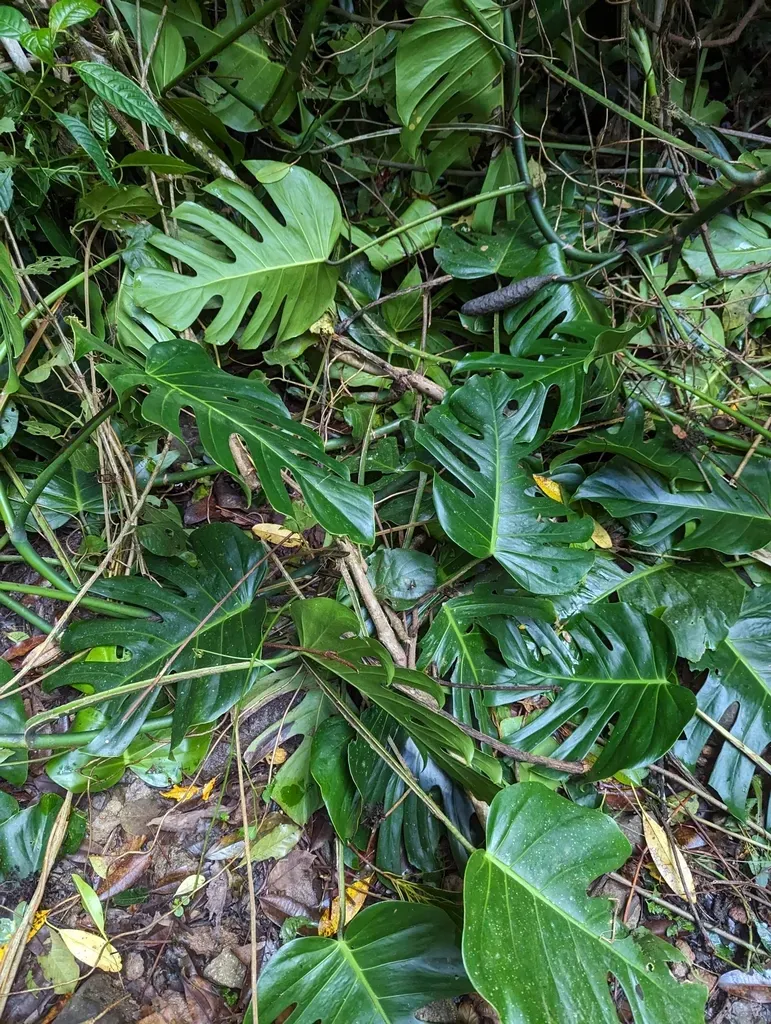 Monstera Tacanaensis