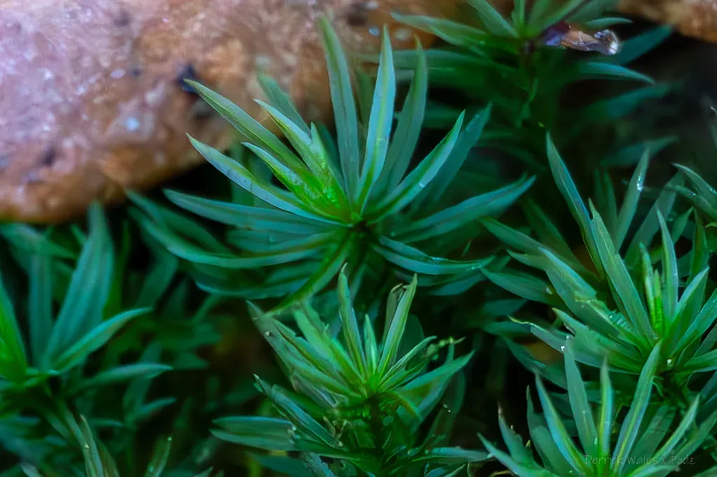 Atrichum Cylindricum