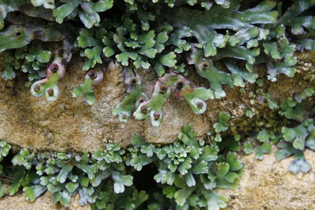Marchantia Foliacea
