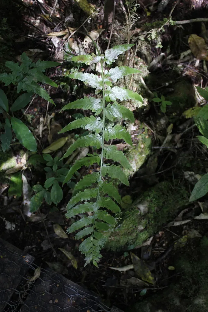 Asplenium Bulbiferum × Lepidotum