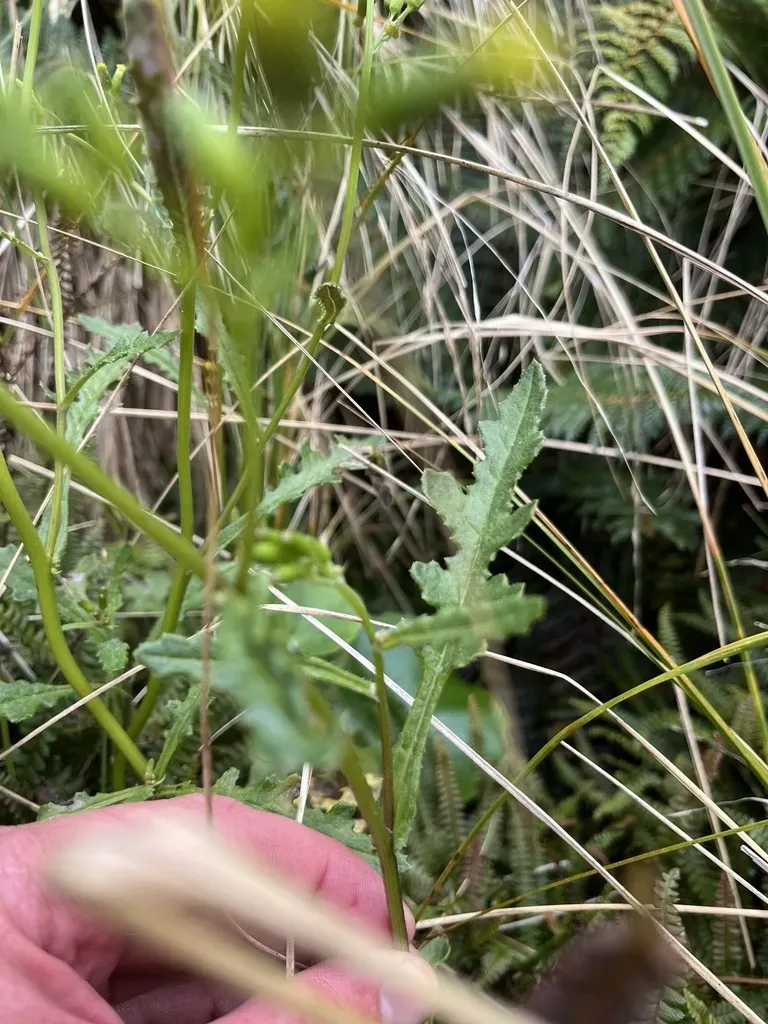 Senecio Wairauensis