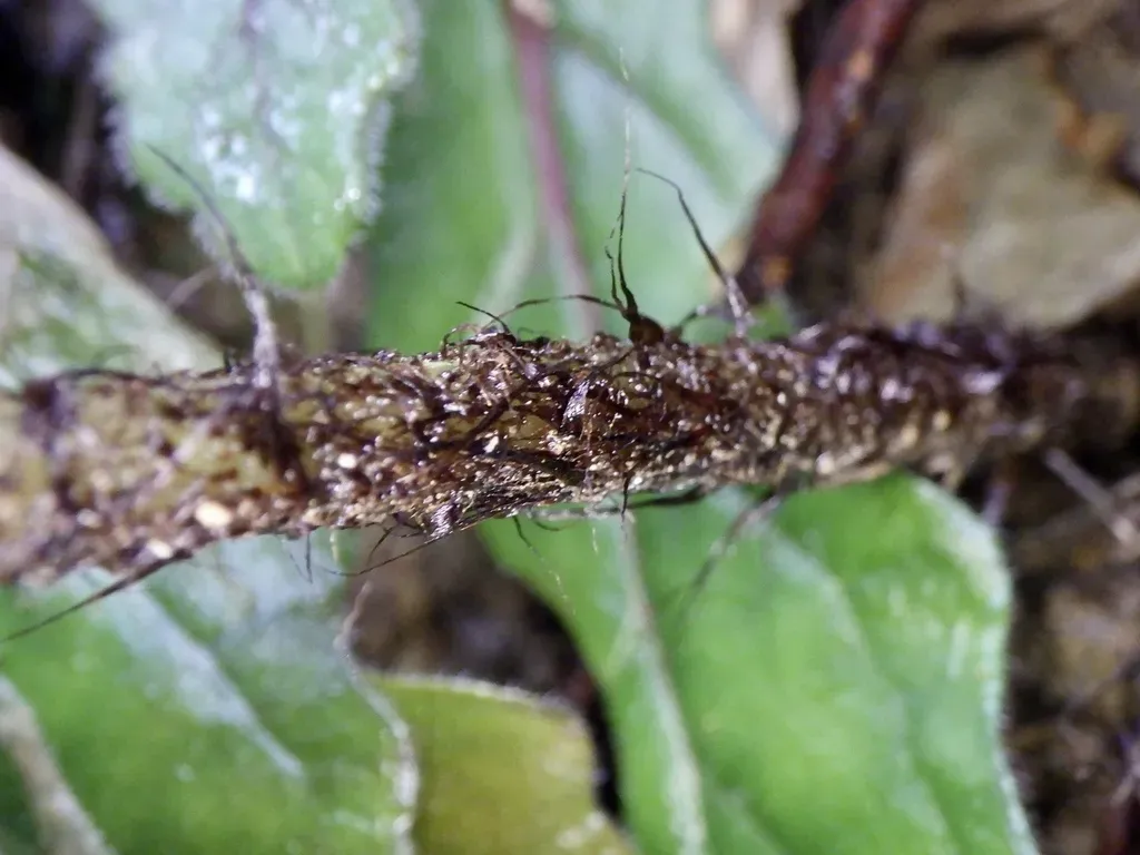 Arachniodes Chinensis