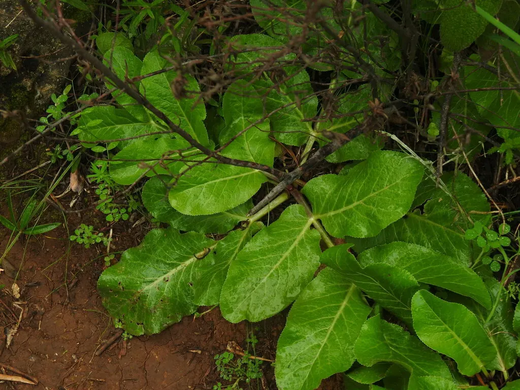 Magydaris Panacifolia