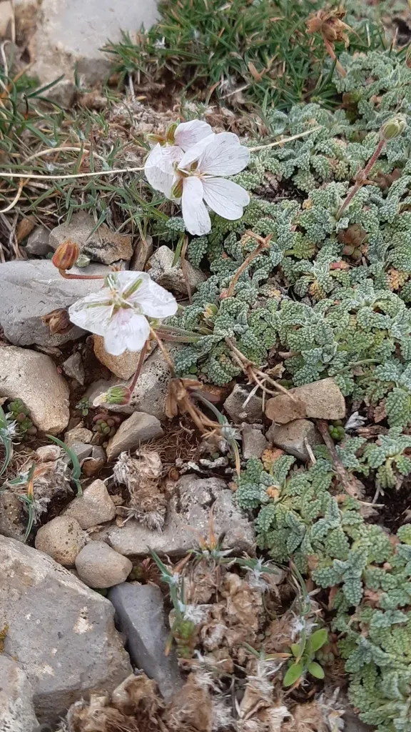 Erodium Celtibericum