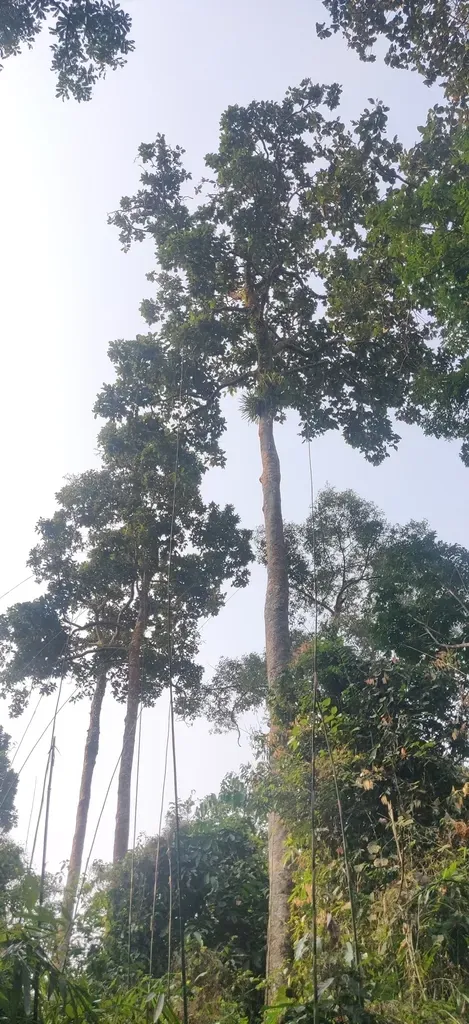 Dipterocarpus Retusus