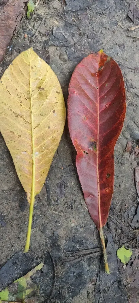 Elaeocarpus Robustus