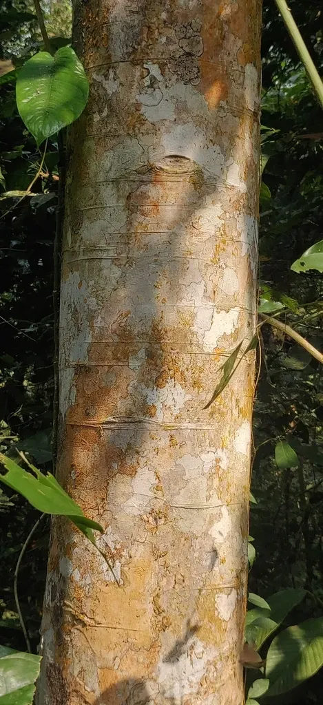 Vatica Lanceaefolia