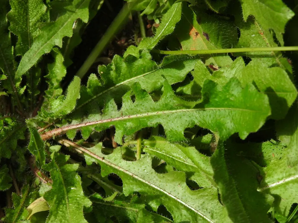 Long-beaked Hawkbit