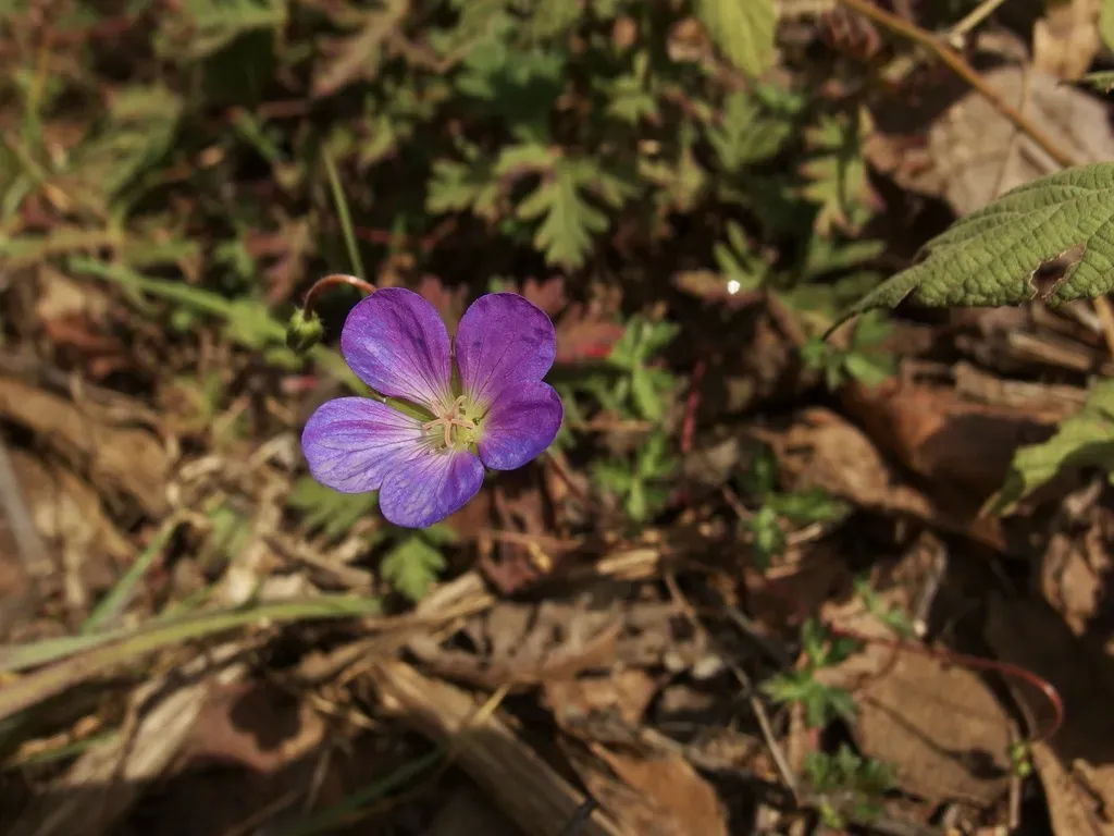 Geranium Goldmanii