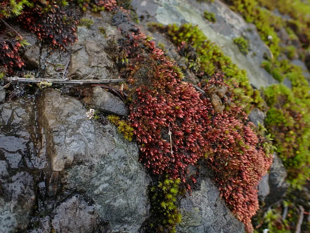 Glossy Red Bryum Moss