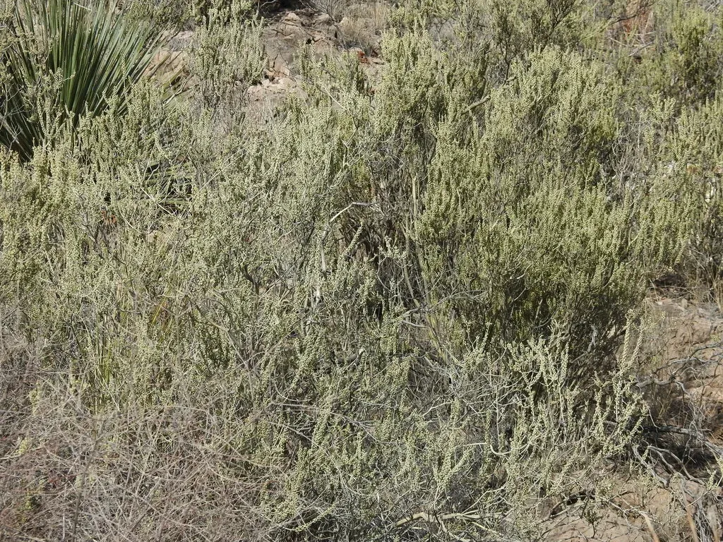 Rio Grande Saddlebush