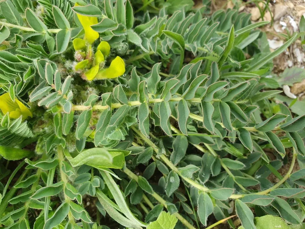 Astragalus Caprinus