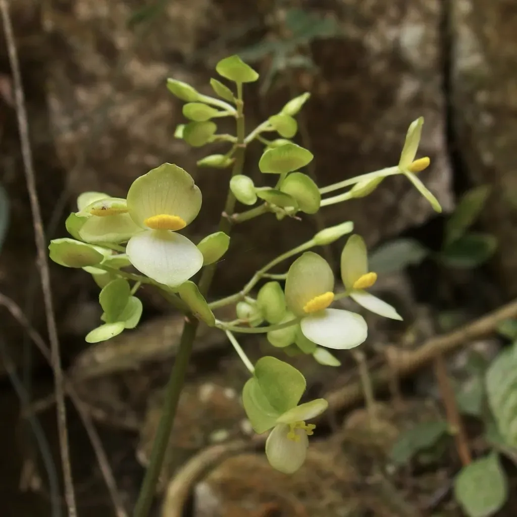Begonia Thiemei