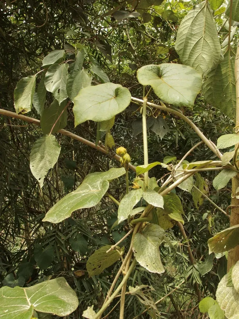 Bruceholstia Sidifolia