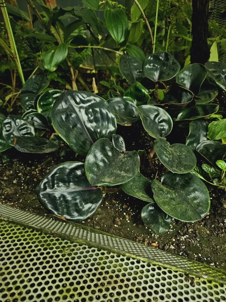 Geogenanthus Ciliatus