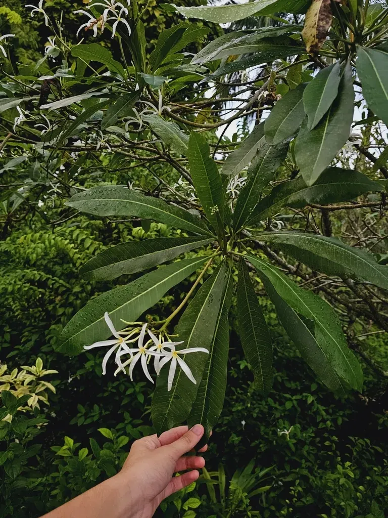 Plumeria × Stenopetala