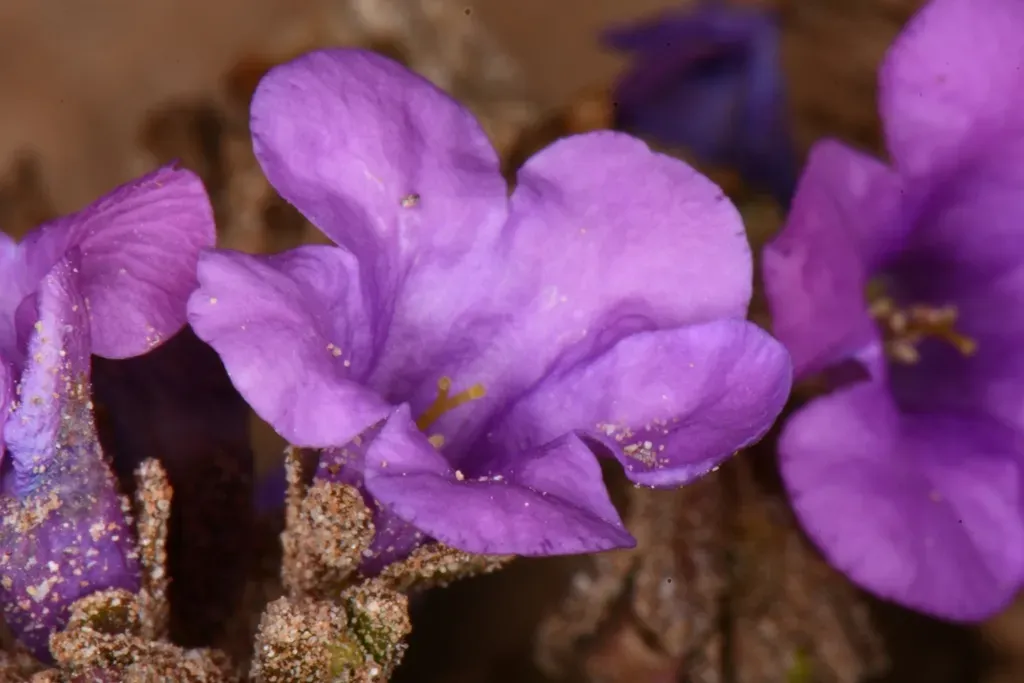 Beautiful Scorpionweed