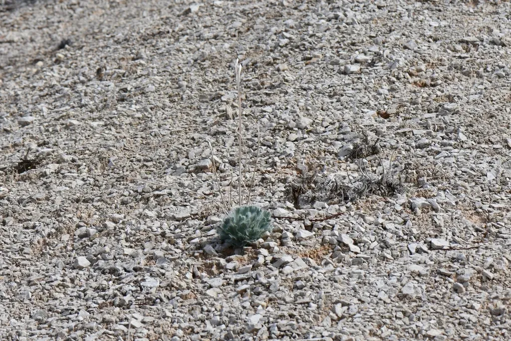 Las Vegas Bear-poppy