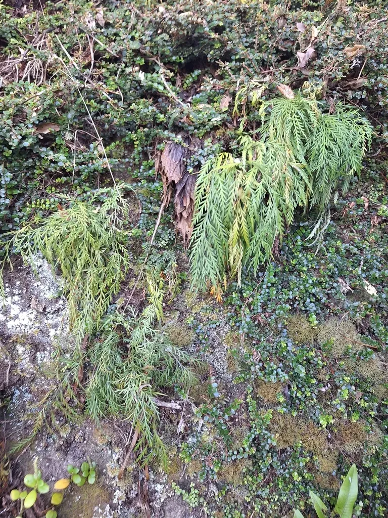 Asplenium Haurakiense