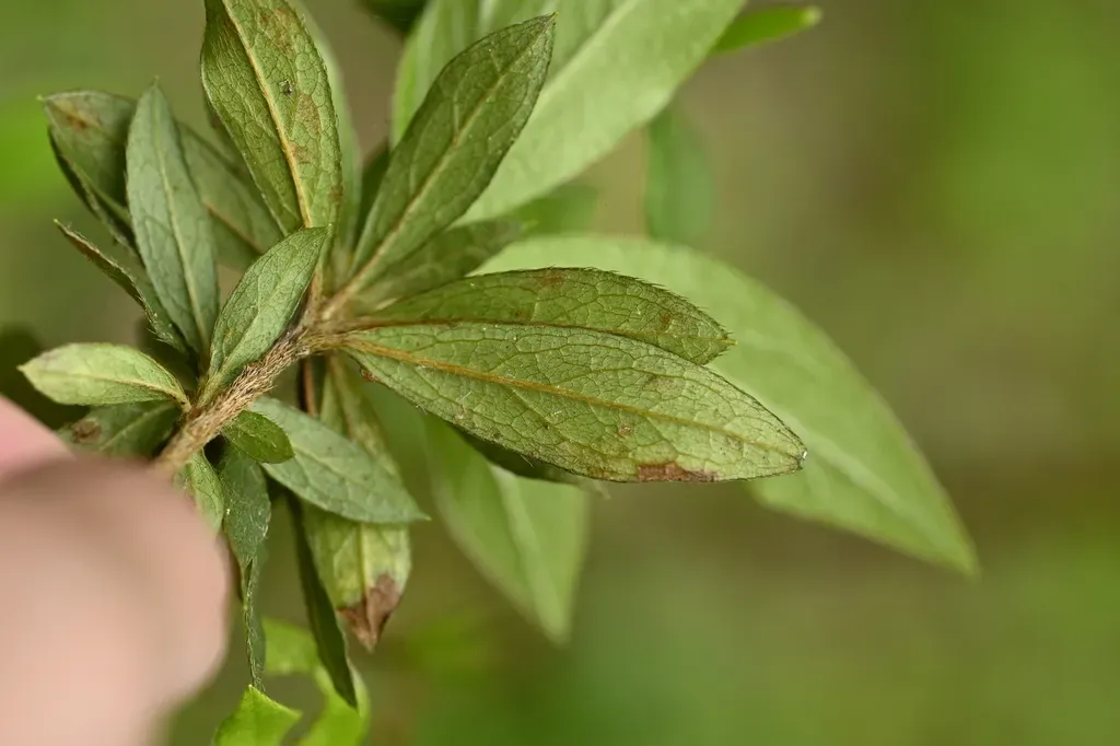 Rhododendron Kanehirae
