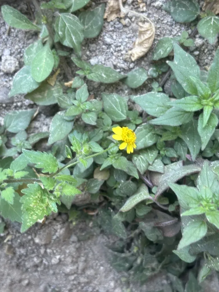 California Rock Daisy