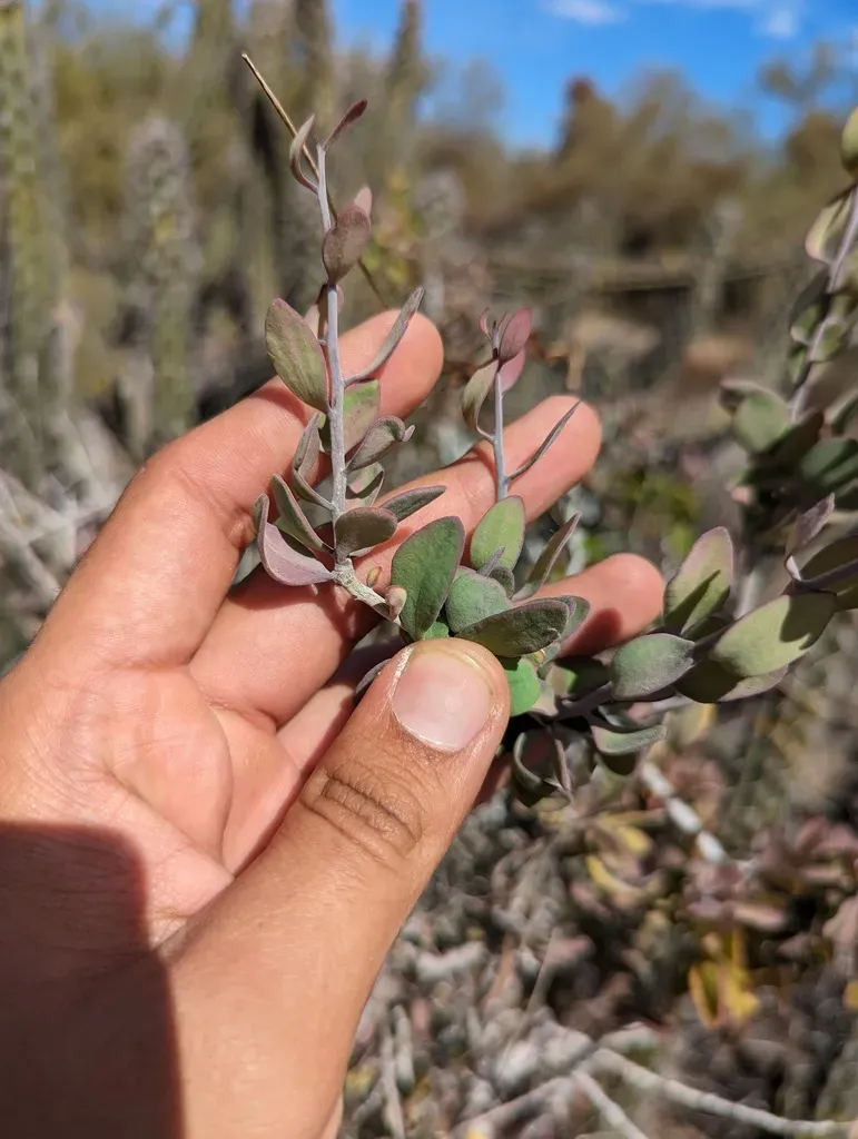Schoepfia Californica
