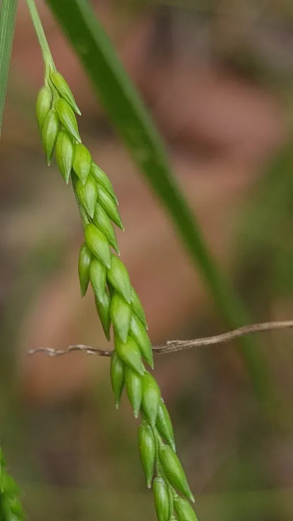 Bordered Panic Grass