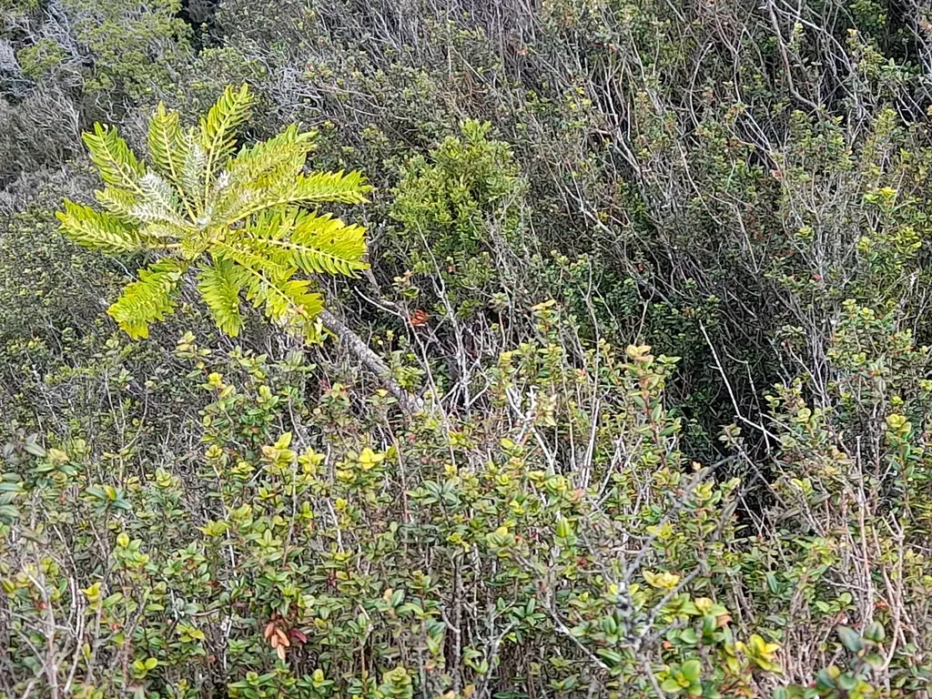 Sonchus Phoeniciformis