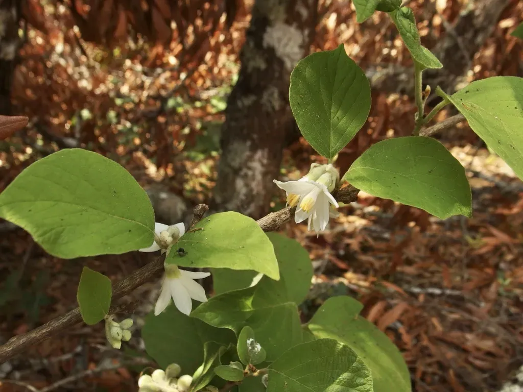 Styrax Glabrescens