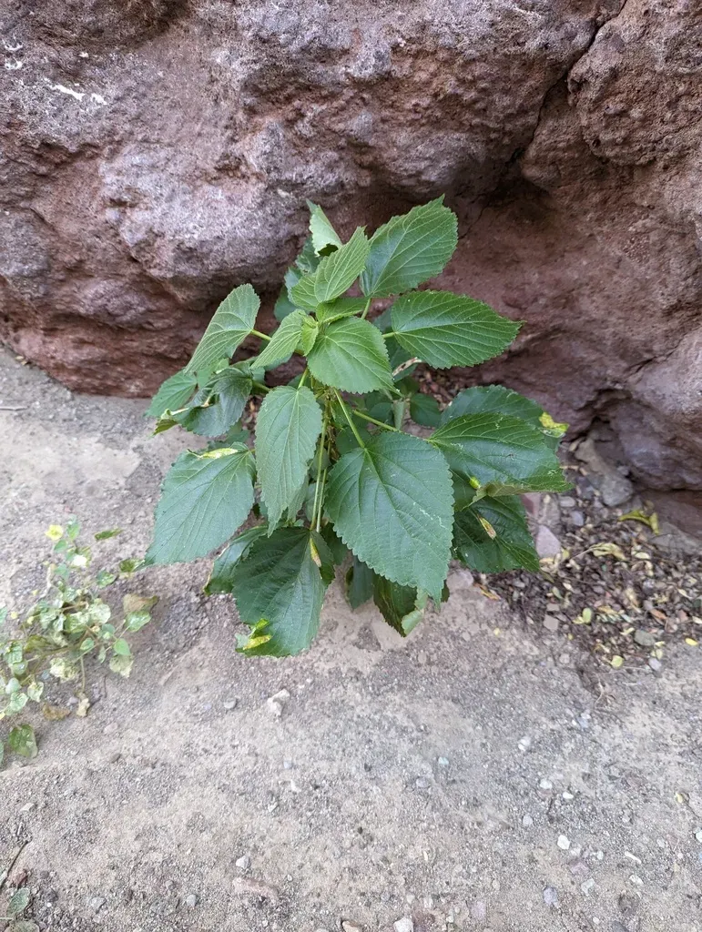 Hophornbeam Copperleaf