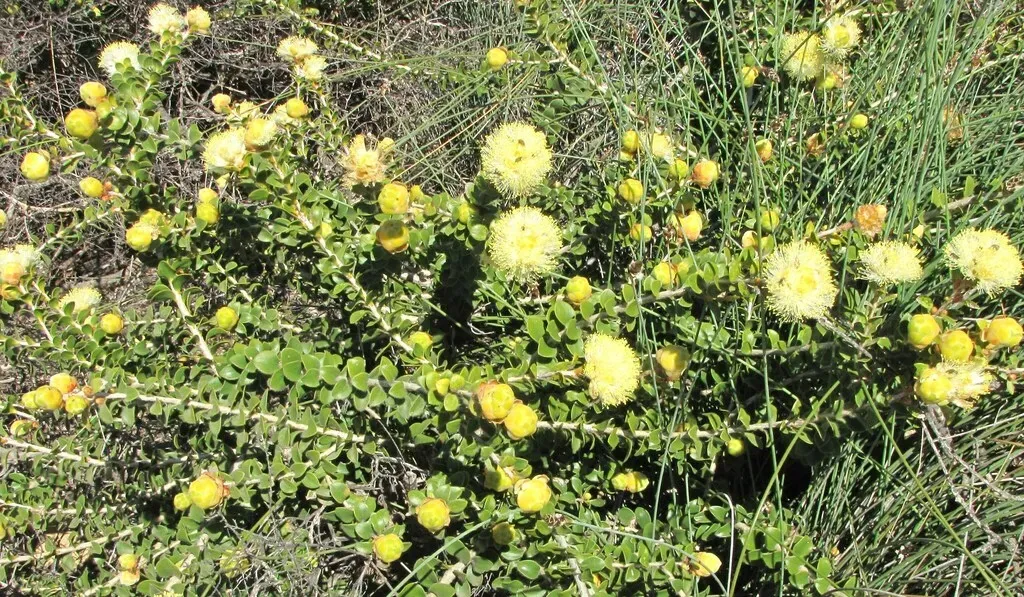 Melaleuca Megacephala