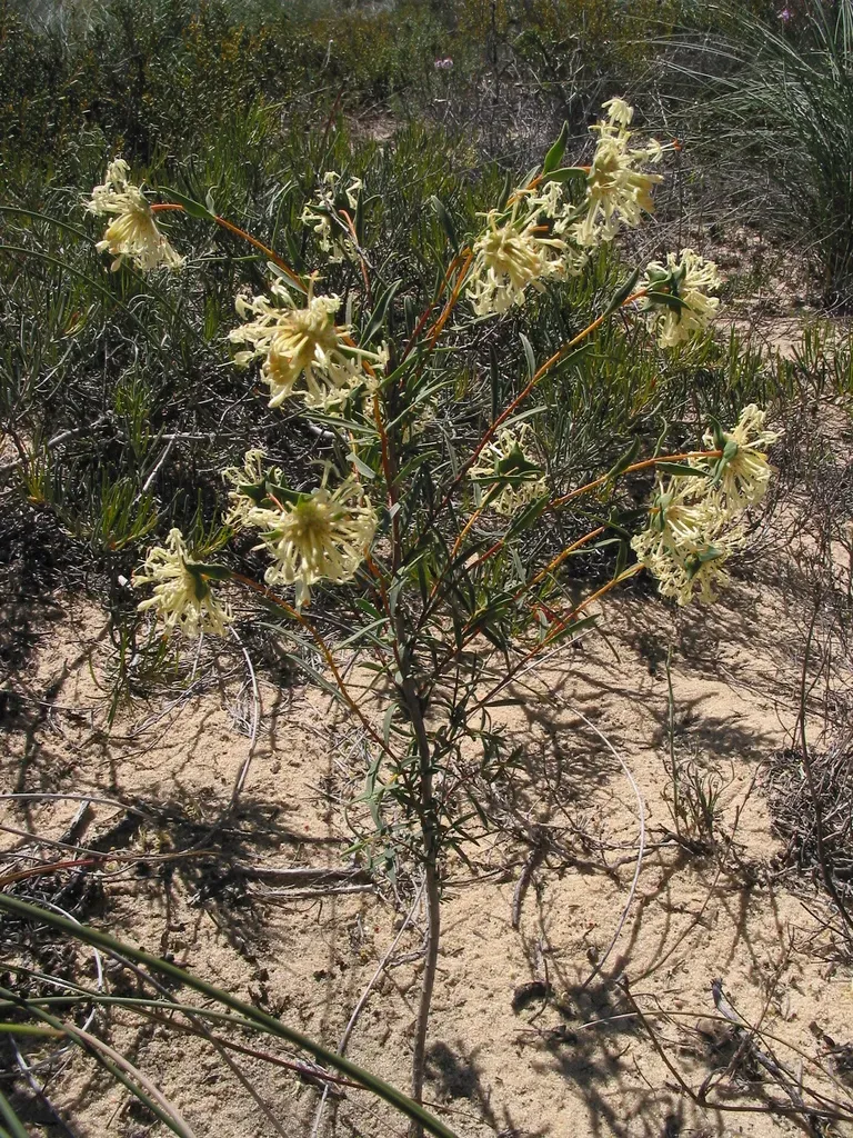 Pimelea Sessilis