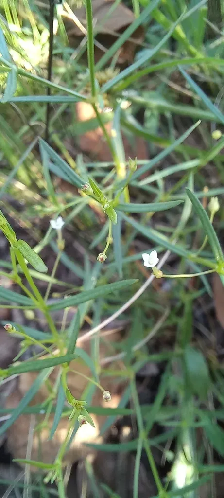 Oldenlandia Rosulata