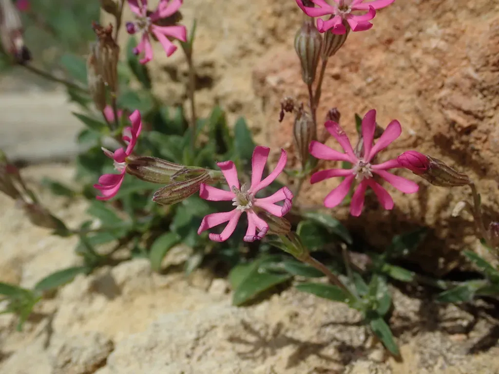 Silene Melitensis