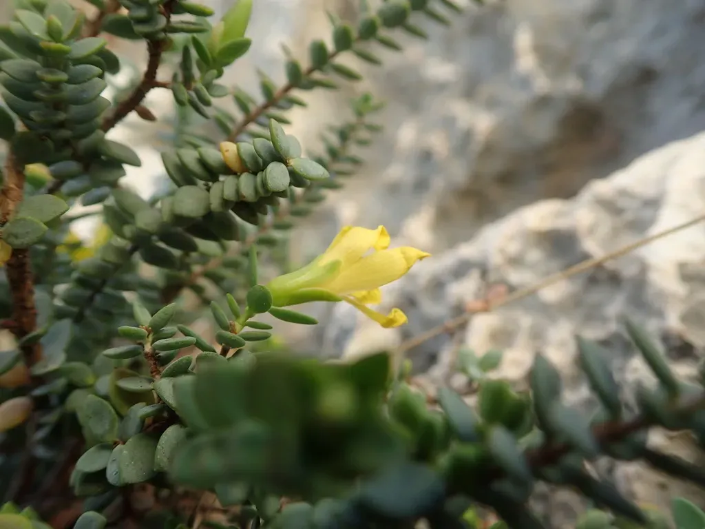 Egyptian St John's Wort