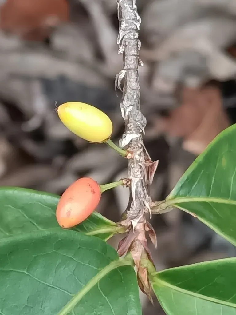 Erythroxylum Citrifolium