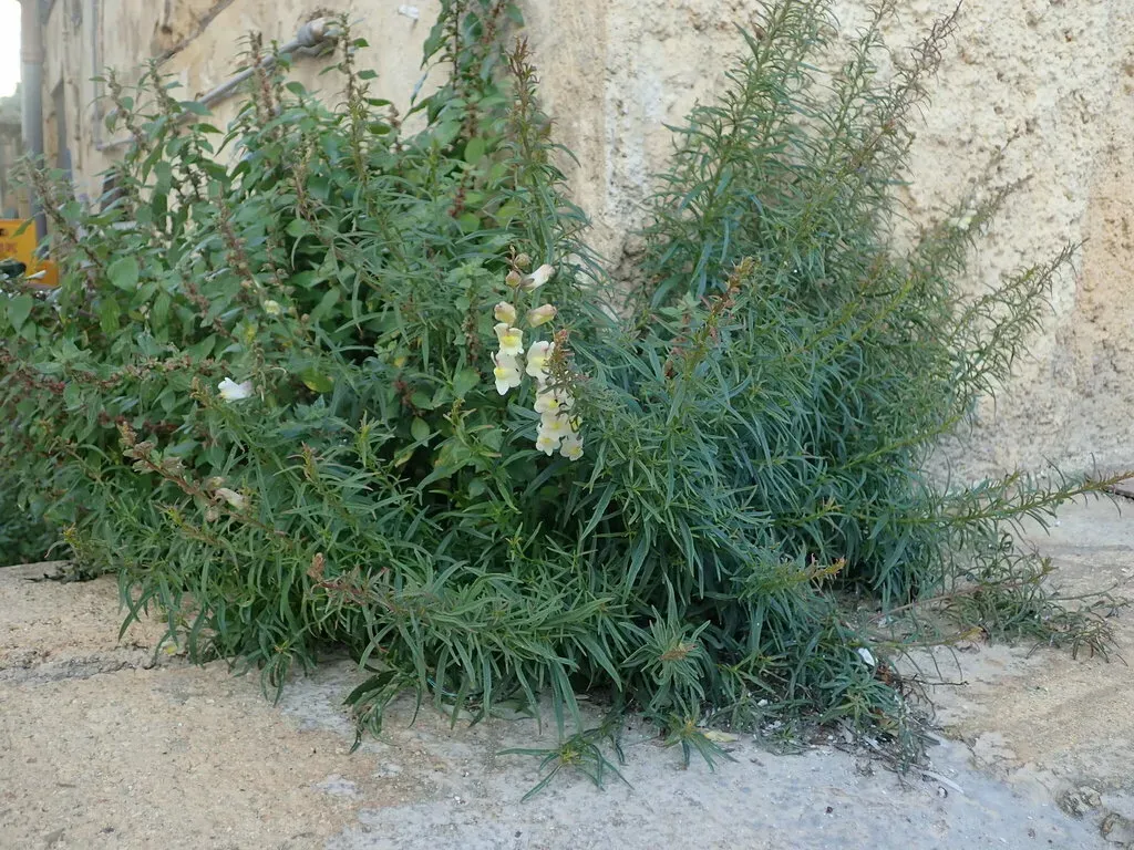 Sicilian Snapdragon