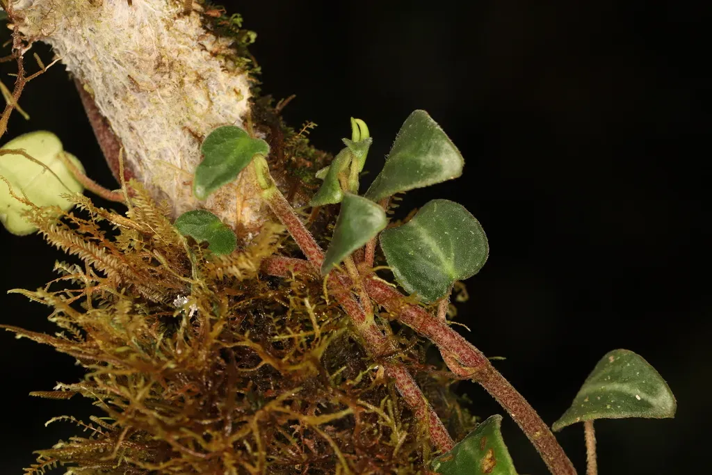 Peperomia Perciliata