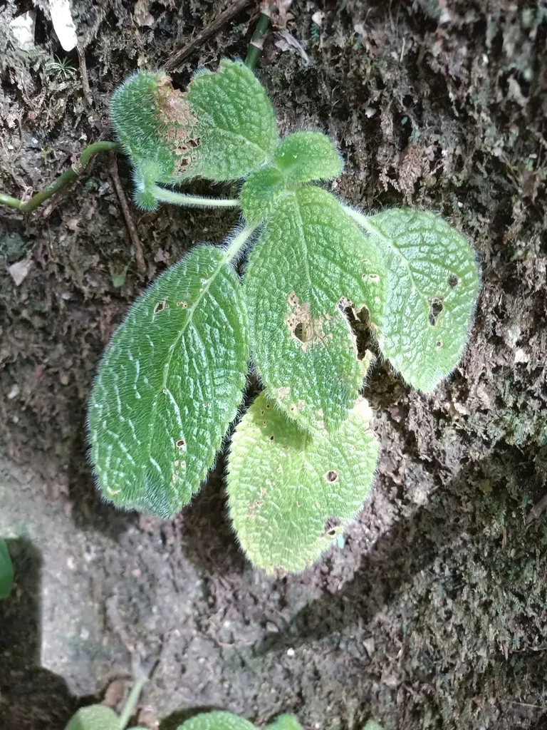 Episcia Sphalera