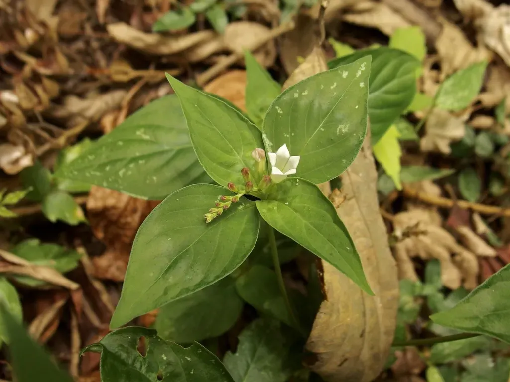 Spigelia Humboldtiana