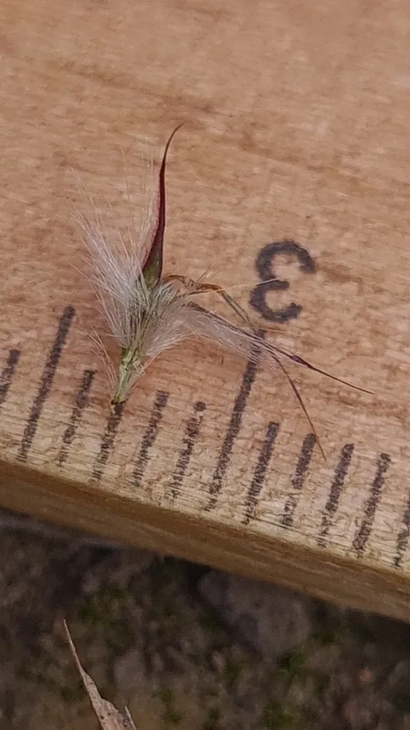 Rytidosperma Tenuius